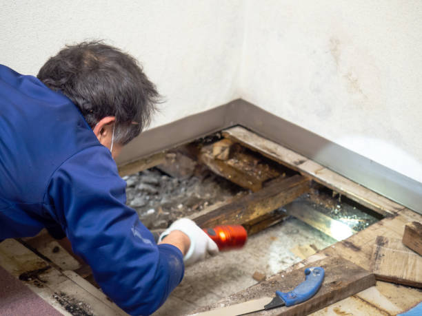 Best Mold Removal Specialists  in Wheeler, TX