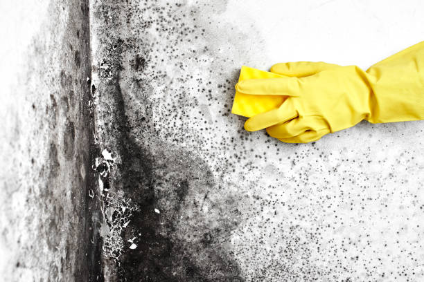 Best Residential Mold Removal  in Wheeler, TX
