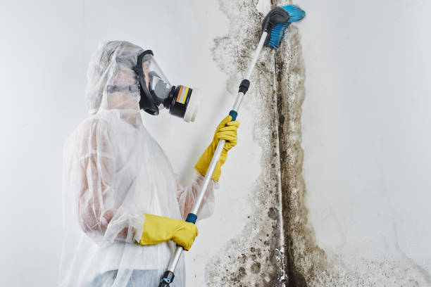 Best Certified Mold Removal  in Wheeler, TX