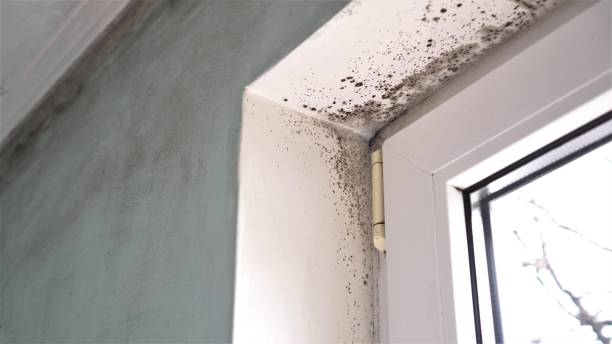 Best Emergency Mold Removal  in Wheeler, TX