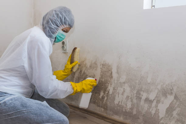 Attic Mold Removal in Wheeler, TX