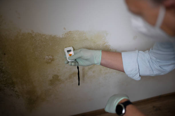 Best Mold Removal Near Me  in Wheeler, TX