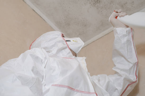 Best Home Mold Removal  in Wheeler, TX