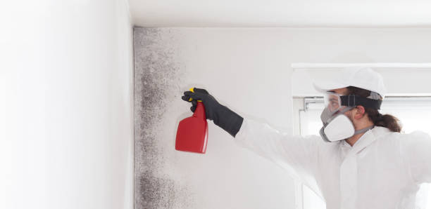 Best Fast Mold Removal  in Wheeler, TX
