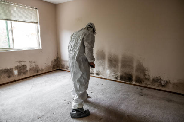 Best Local Mold Removal Service  in Wheeler, TX