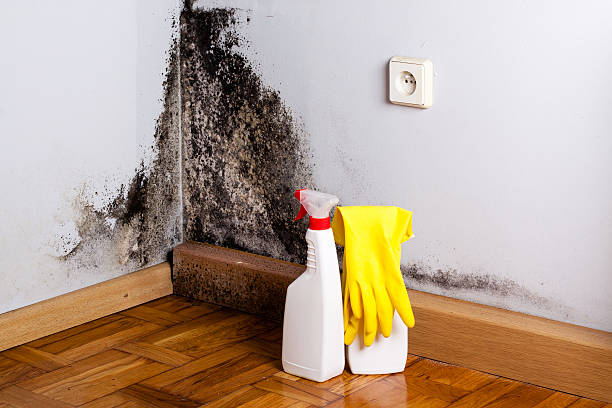 Best Home Mold Removal  in Wheeler, TX