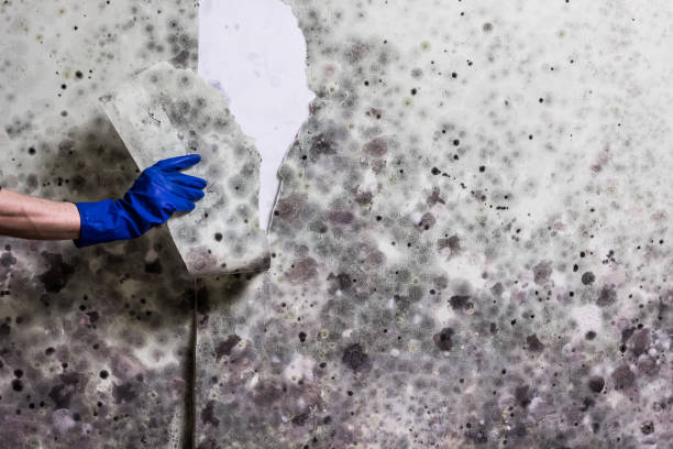 Best Best Mold Removal Companies  in Wheeler, TX