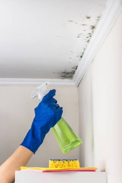 Certified Mold Removal in Wheeler, TX